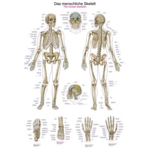 Lehrtafel - Das menschliche Skelett
